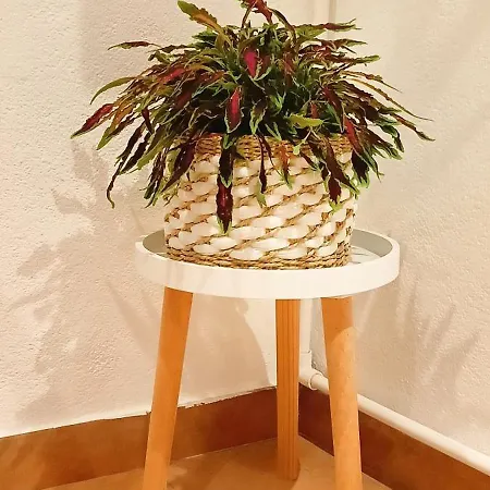 Apartamento Il Giglio *